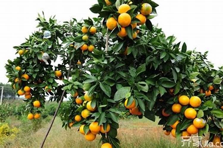 真要拆了？卉升花市这么好买的地方可惜了