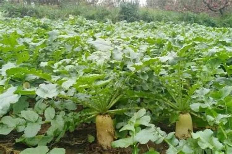 蔓枯病最有效的农药蔓枯病是怎么引起的