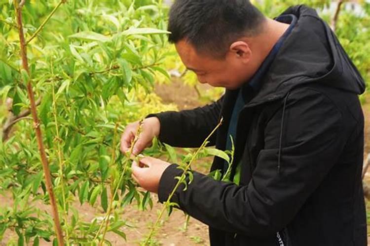 生物杀菌剂有哪些？并举例说明其防治对象,使用方法