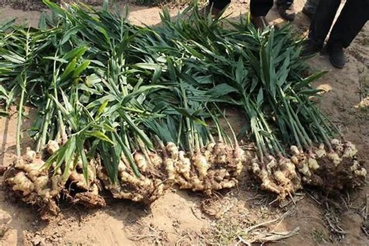 生姜什么时候施肥培土 生姜施肥培土时间