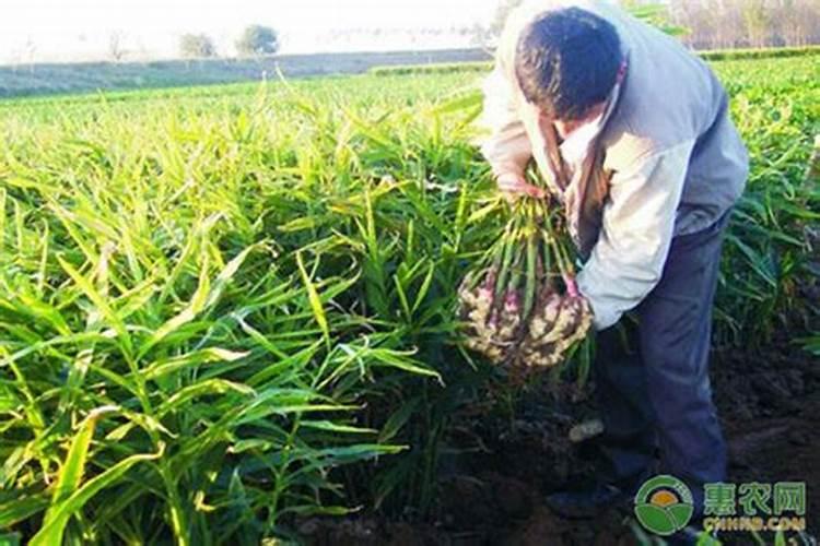 生姜苗期如何管理？生姜苗期施什么肥好？