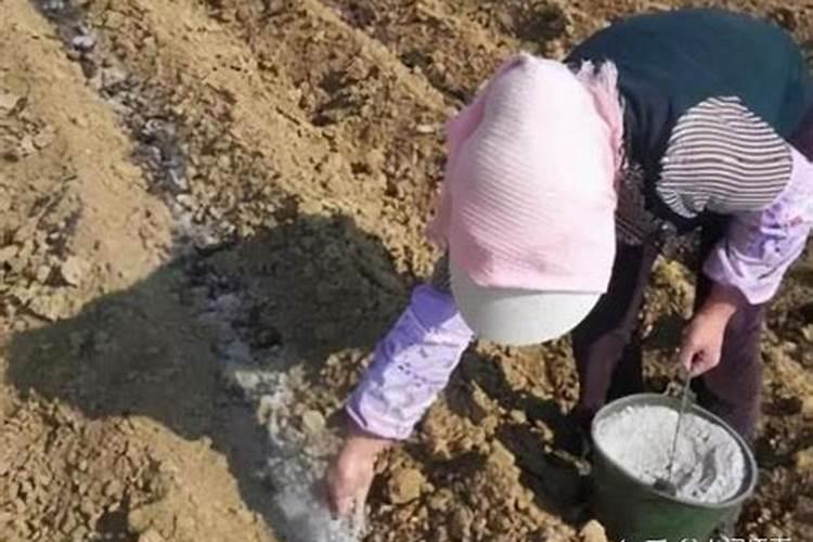 尿素在蔬菜什么时期用