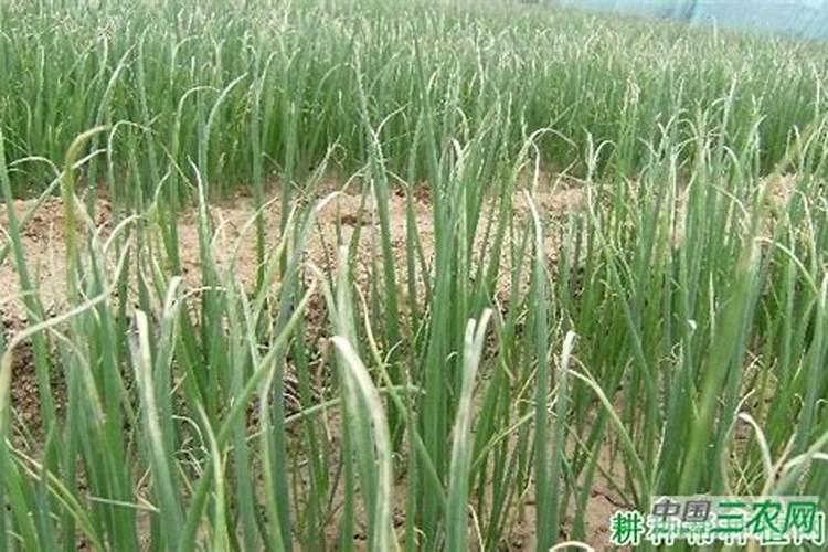 绿豆叶面肥可以加尿素吗