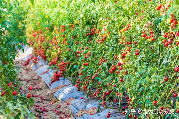 日光温室种植番茄怎样实现均匀着色？