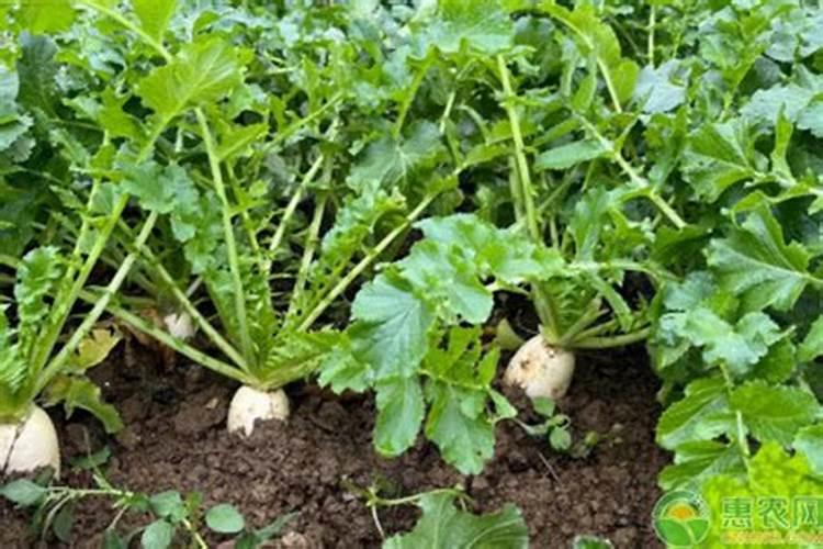 空心菜黄叶用什么肥和药