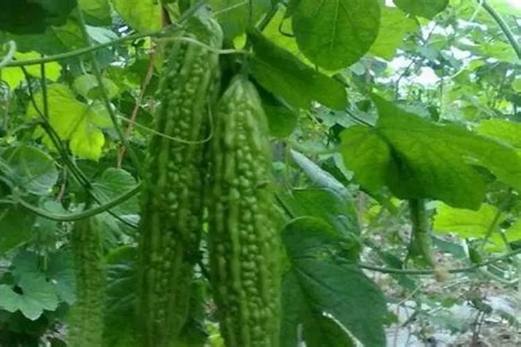 兰花什么时候施肥最好,兰花施肥用什么肥最好(氮磷钾肥)