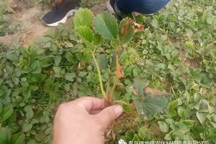 广西酸野酱汁比例配方