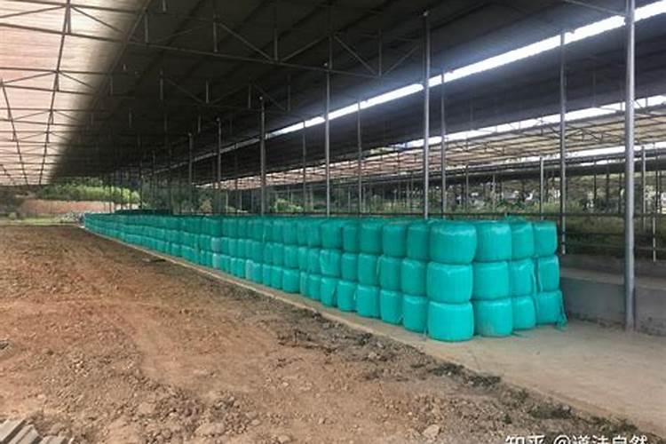 甘草应该如何施肥？施肥时需要注意什么？