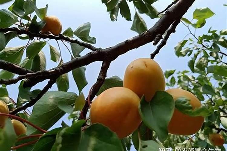 兰花花肥用什么合适 肥料制作与使用方法