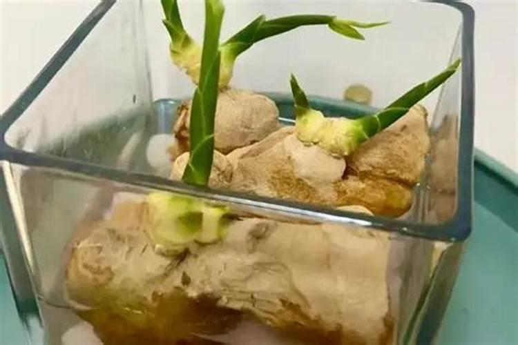 大姜种植想高产？施肥是关键!大姜施肥技术要点