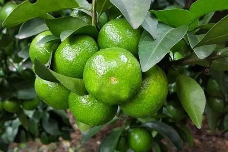 柑橘膨果期用什么肥料好？膨果期追肥用什么肥？柑橘专用叶面肥!百度...