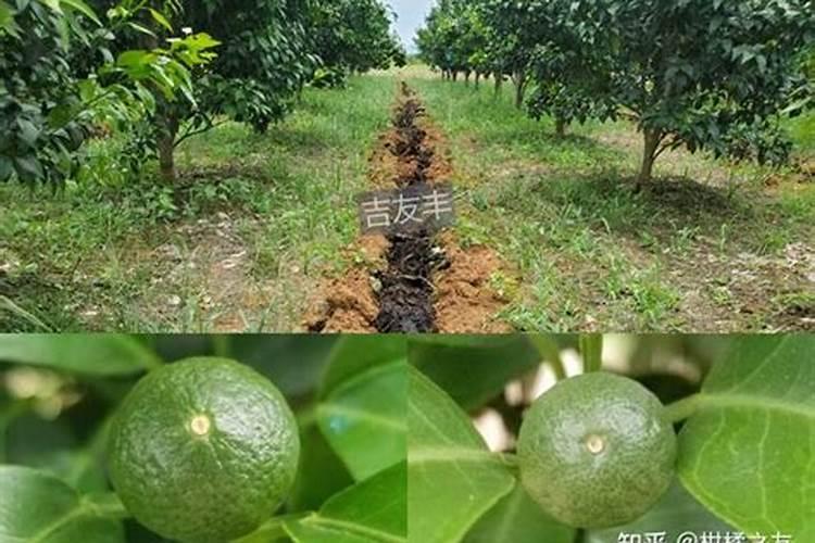柑橘膨果期用什么肥料好？膨果期追肥用什么肥？柑橘专用叶面肥!