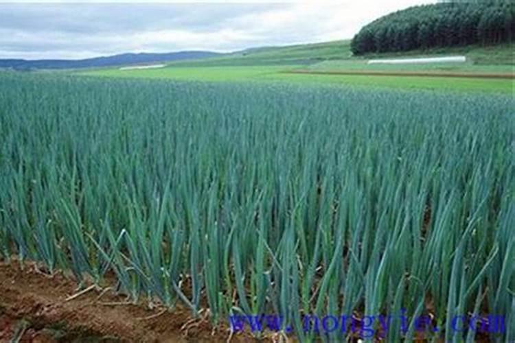 罗布泊复合肥价格