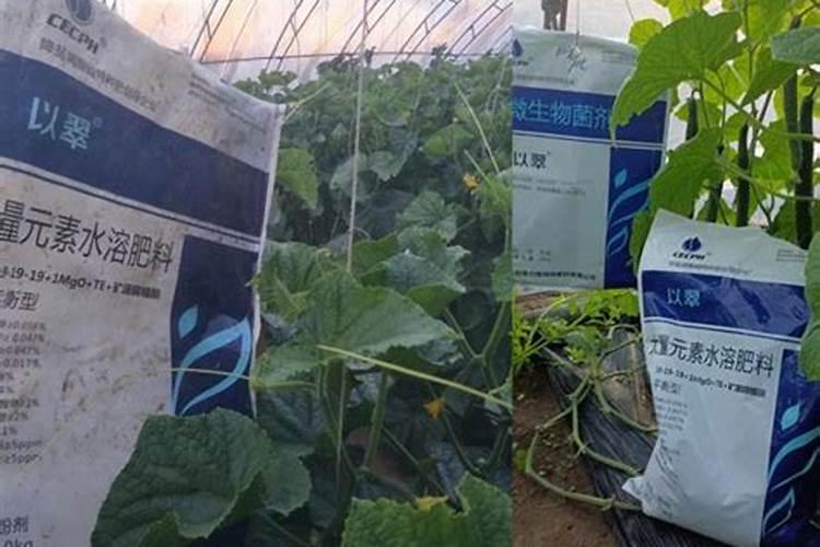 黄瓜用水溶肥有什么效果(大棚黄瓜水溶肥配方及方案)