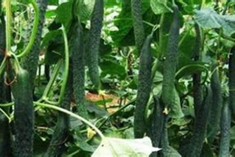 黄瓜用什么肥料产量高