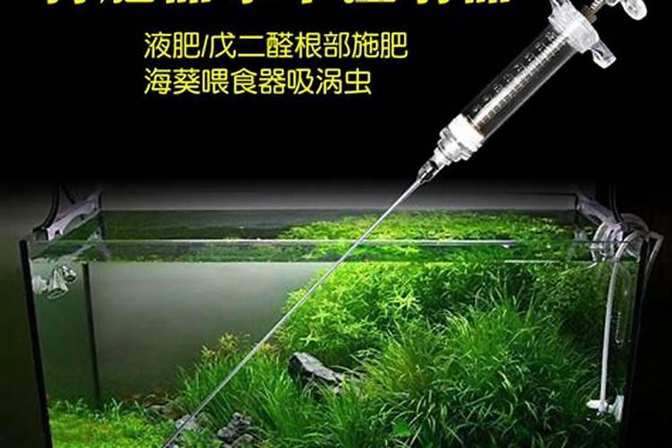 蜈蚣草水草固定妙招