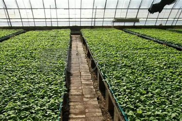 黄瓜想高产,复合肥料要选好!