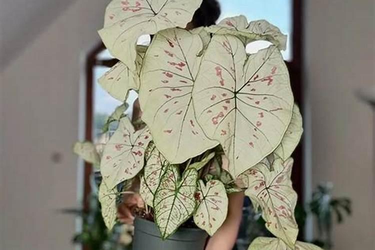 彩叶芋怎么养殖方法