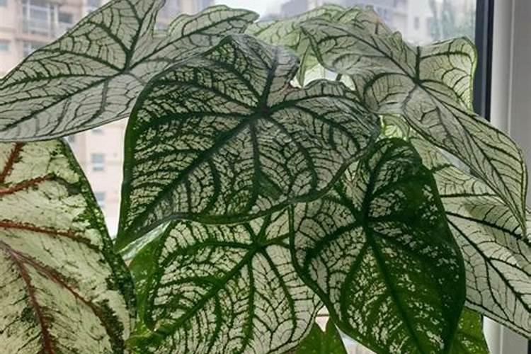 火鹤花能否在卧室居室养？