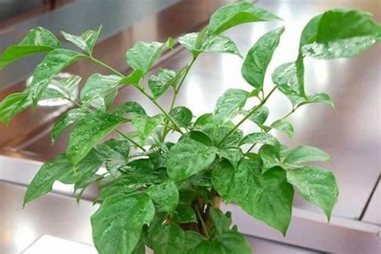 幸福树老桩发芽怎么养护 幸福树老桩发芽的养护方法