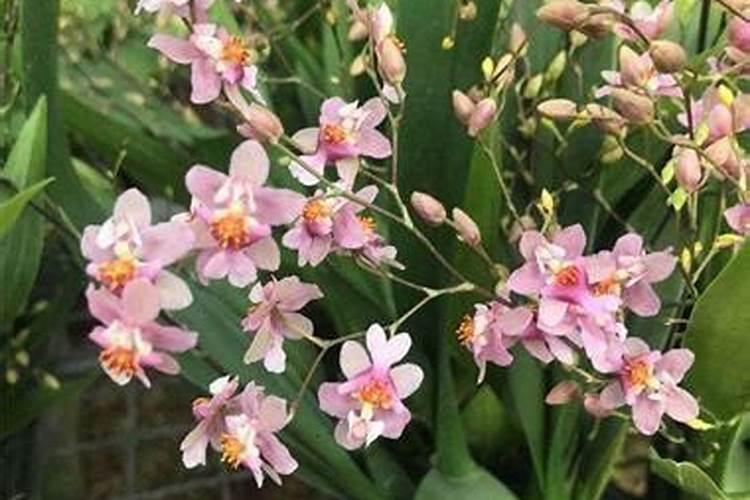 种平菇用什么土比较好