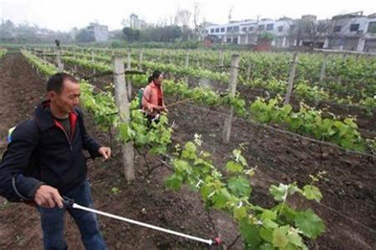 大豆开花期可以打药吗 开花期养护管理方法