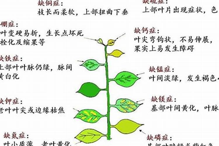 请慰技术专家打大蒜叶面肥后四小时下雨了是不是还管用
