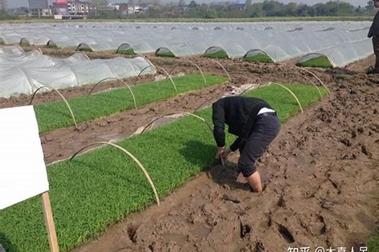 菠菜出苗后怎么施肥