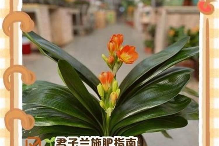 食用葡萄糖粉能做叶面肥吗