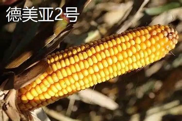 一亩地玉米30斤水,应该加,大量元素水溶肥多少克