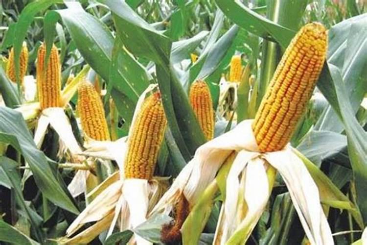 玉米打叶面肥有用吗