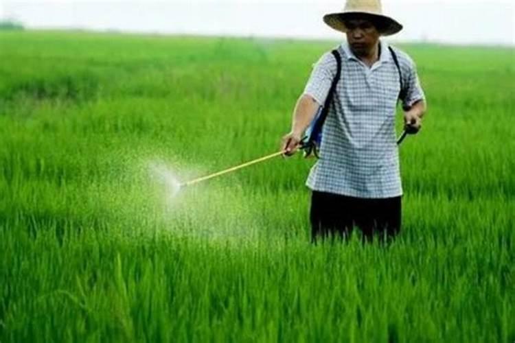 有露水打药有影响吗