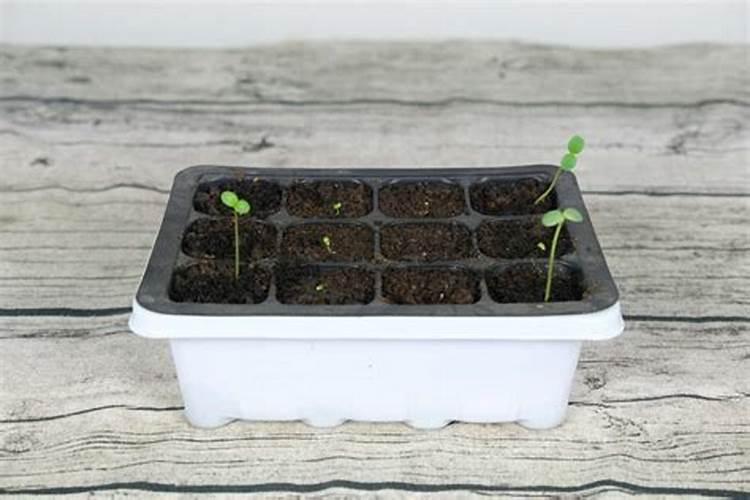 在长时间阴天刚转为晴天的时候能不能进行浇水施肥操作