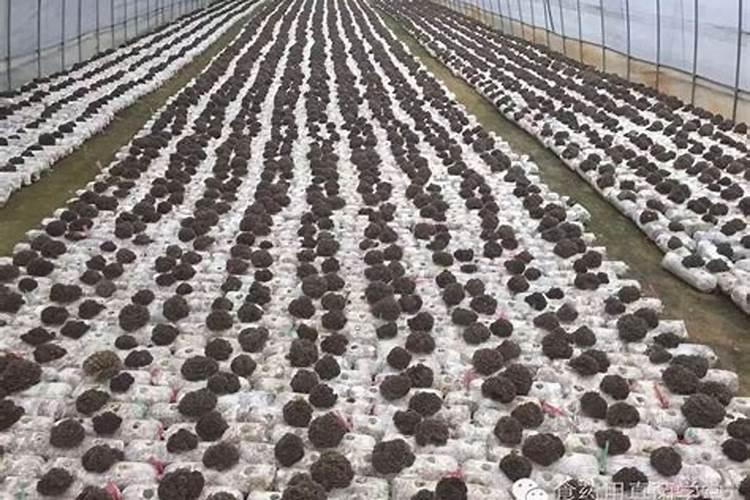 白磷肥含磷是指干基还是湿基