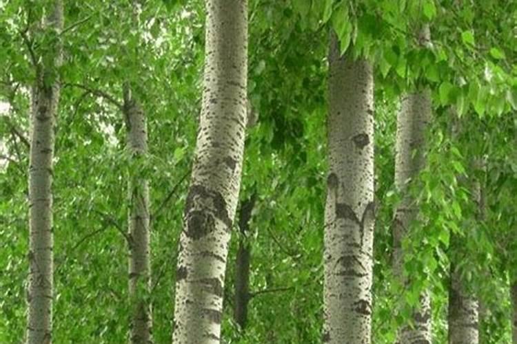 温州素和金岙素哪个适合新手养