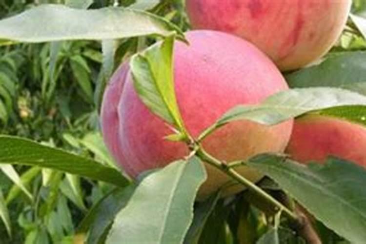 春季早生大白菜定植管理