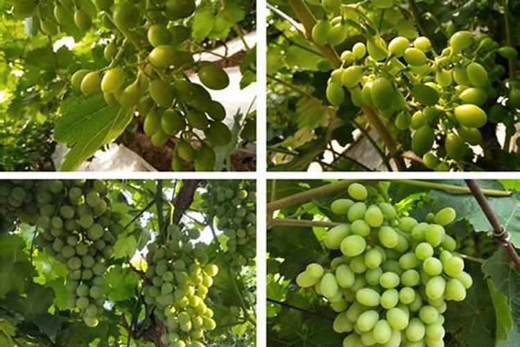 葡萄苗施什么肥长的快