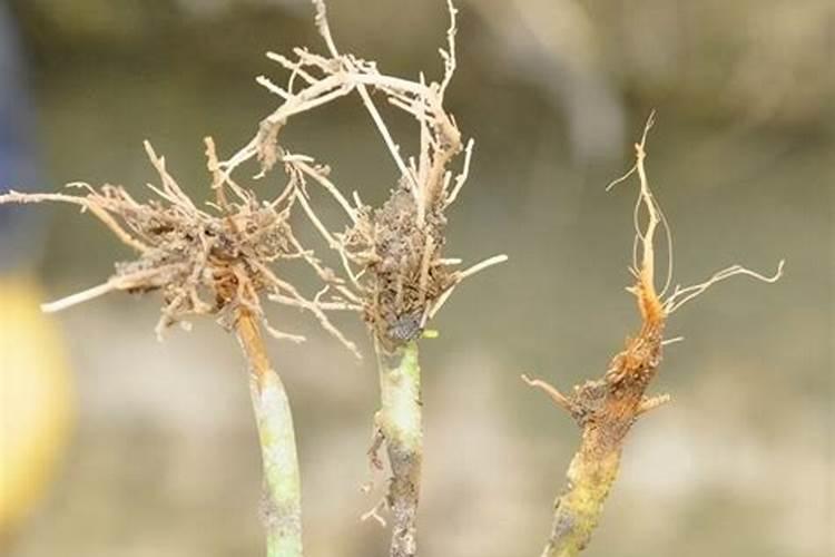 葡萄根系不发达秋施什从肥