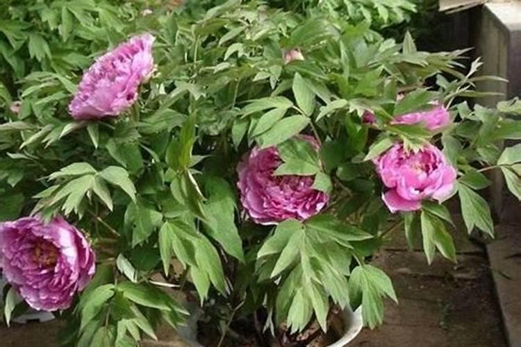 挖坑机的使用寿命是多少年 挖坑机如何保养