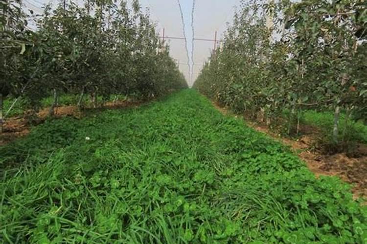 鱼腥草的高产施肥技巧 鱼腥草应该怎么种植