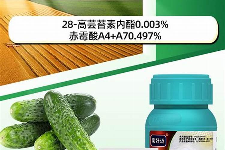 辣椒幼苗什么时候施肥