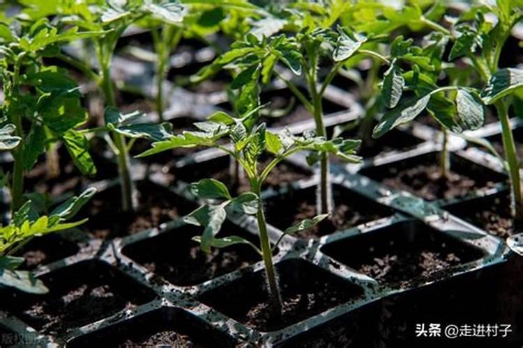 菜地常用的氮化肥有哪几种？各有什么特性？