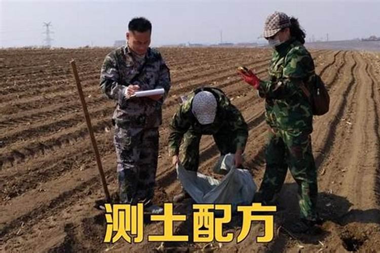 羽叶洋葵怎么养