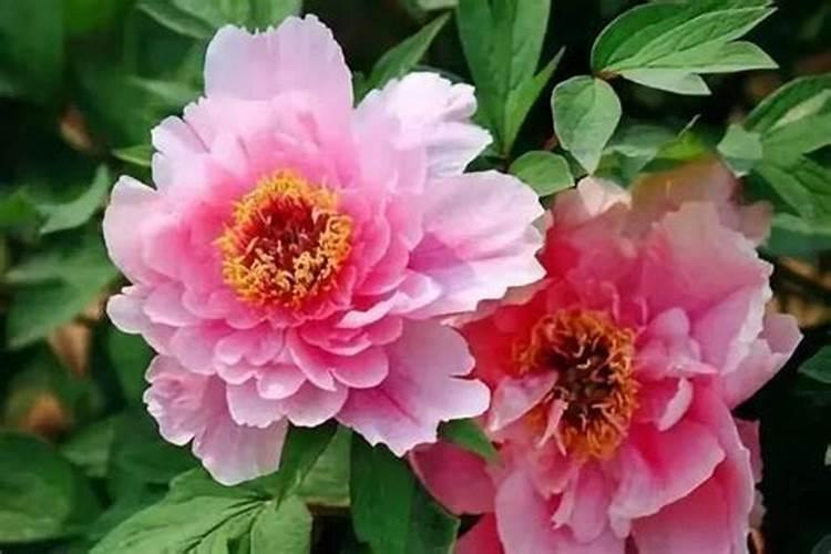 牡丹花怎么养护和施肥