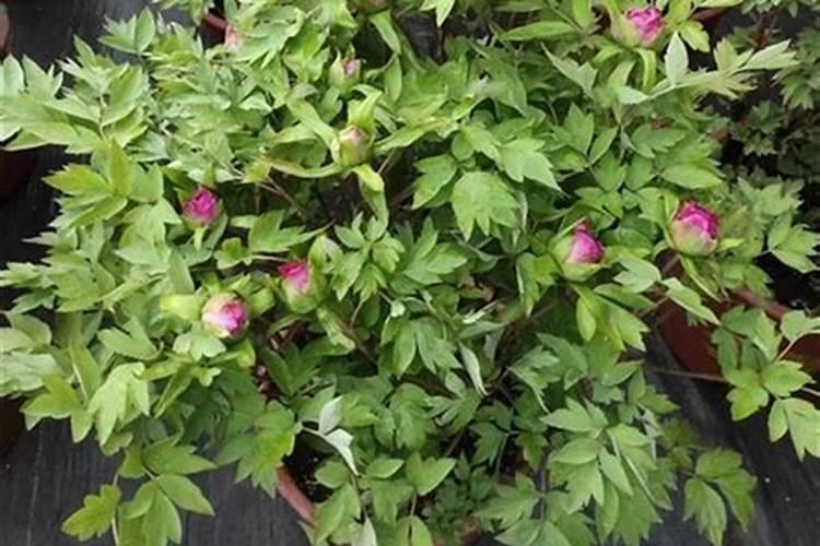 牡丹花怎么养护开花鲜艳满屋飘香