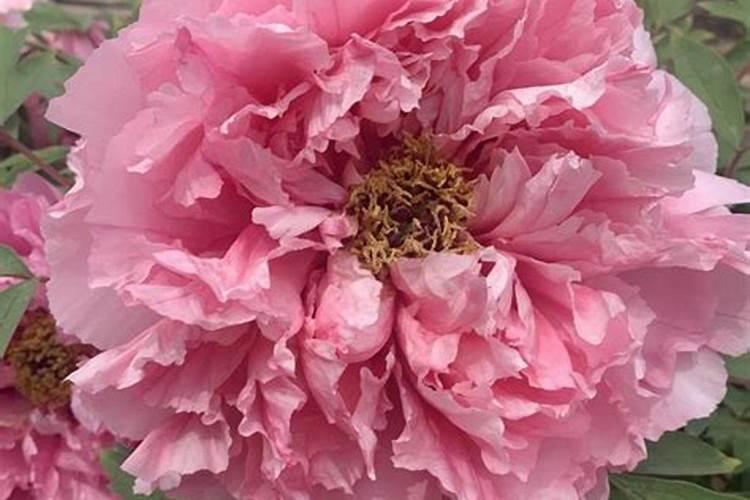 牡丹施肥用什么肥料合适 种植牡丹花四大高效肥料