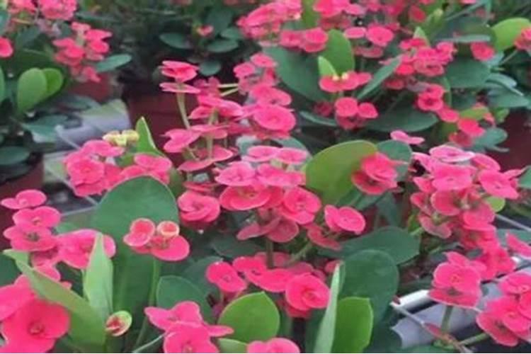 金豆盆景叶子卷曲怎么回事 卷叶原因与处理方法