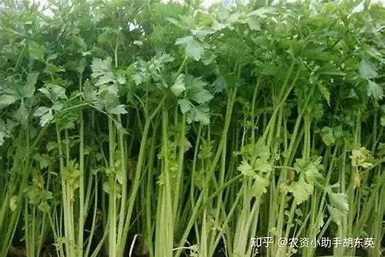 星露谷物语玩那么久只光顾过这几个npc