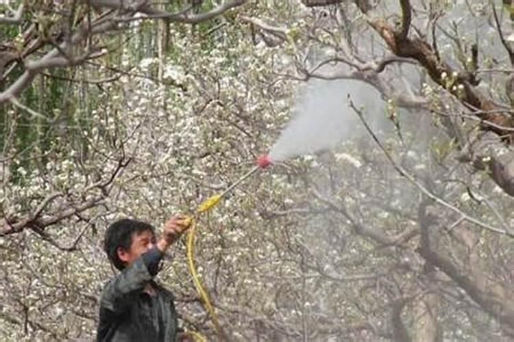 桂味荔枝打什么药催花