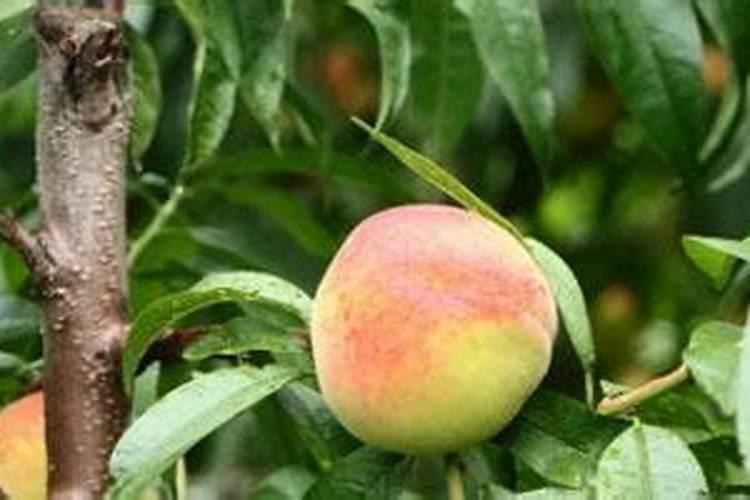 花生打药上午还是下午